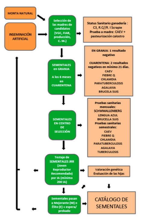 Figura 1. Esquema del Programa de Mejora de Caprigran