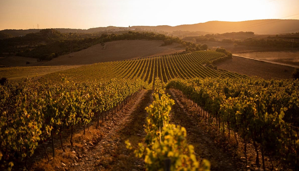 Desde su fundación en 1986, la bodega ha sido pionera en la plantación de viñedos con variedades tradicionales e internacionales...