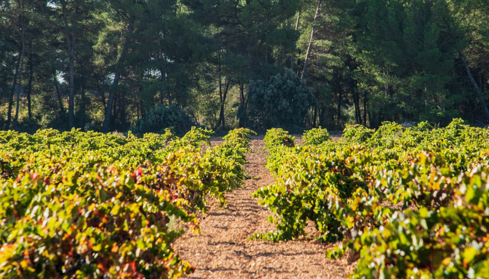 En la provincia de Valencia, el 91% de viedo ecolgico est en Utiel-Requena