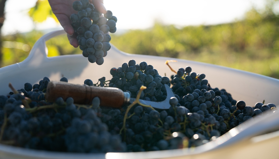 La DO Calatayud cuenta con cerca de 800 viticultores y 15 bodegas