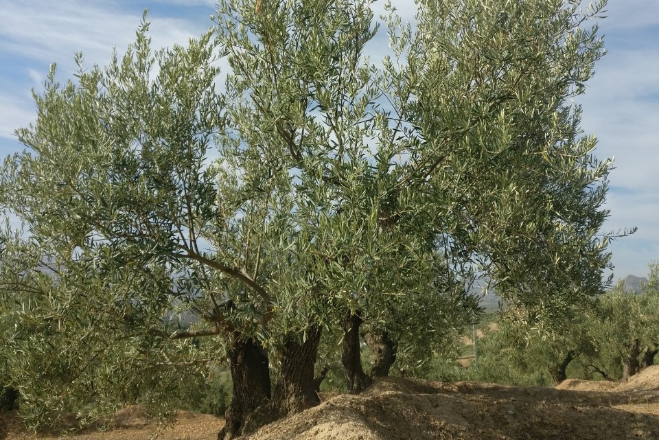 Este estudio puede ayudar a quienes trabajan con ecosistemas agrarios de cara a aplicar el control biolgico de plagas en el cultivo del olivo...