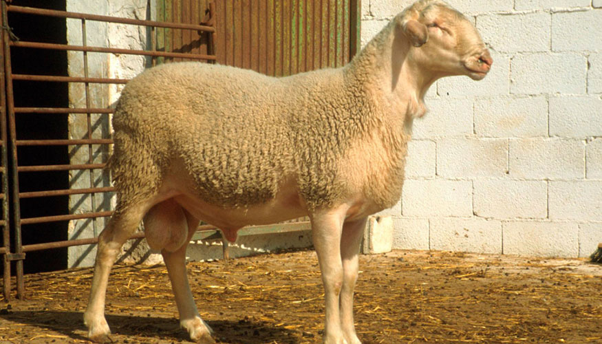 Imagen de archivo de un semental de la raza ovina Manchega