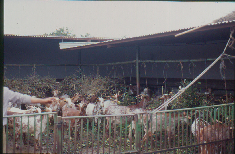 Cuelga de ramones de naranjo y olivo en instalaciones tradicionales de una ganadera de cabra Florida en los aos ochenta...