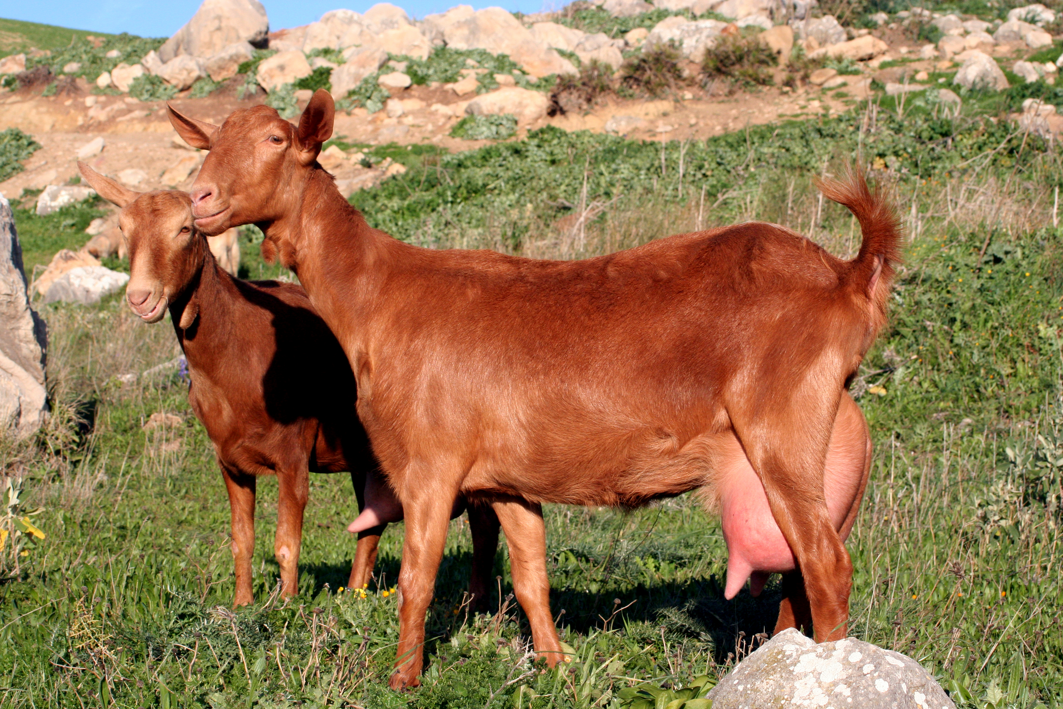 Ejemplares de cabras de raza Malaguea de un rebao del programa de seleccin