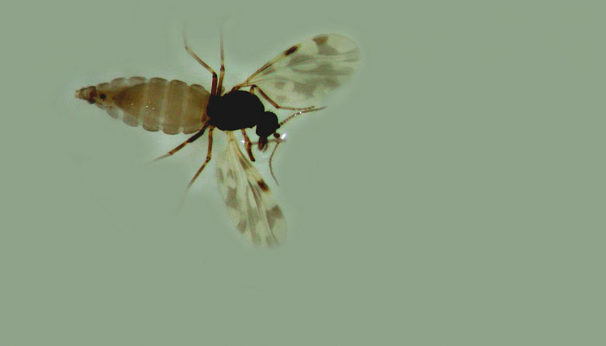 Mosquito del gnero 'Culicoides', vector de la enfermedad