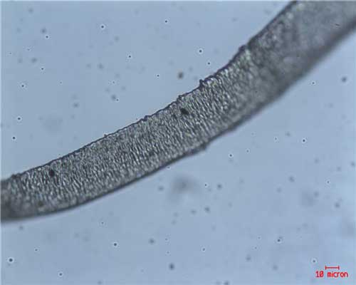 Figura 3. Imagen de microscopa ptica de PP-Ganf al 2,5% en peso