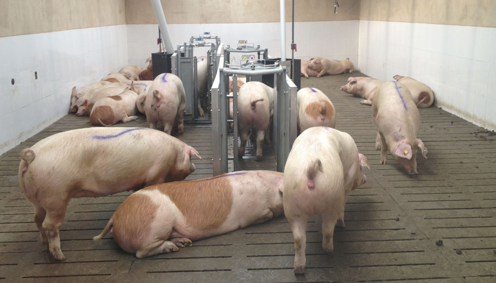 Cerdos en el interior de una explotacin ganadera