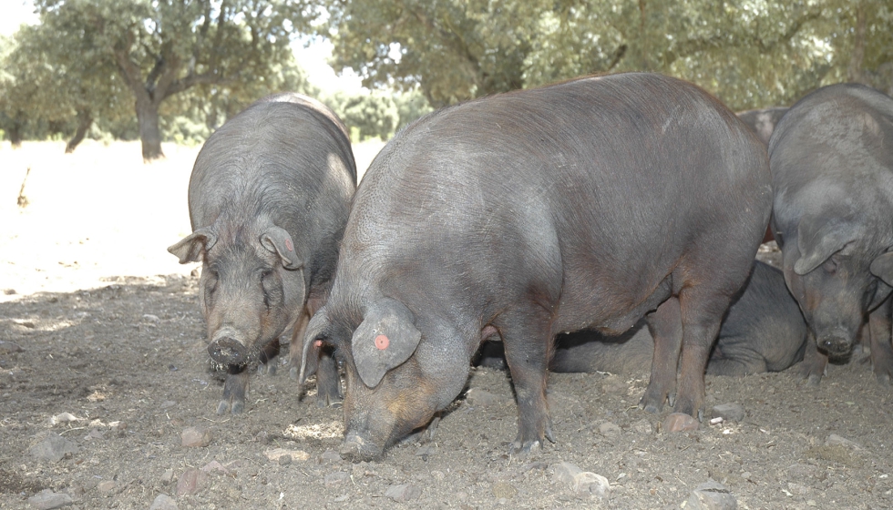 Cerdos ibricos en una zona de dehesa