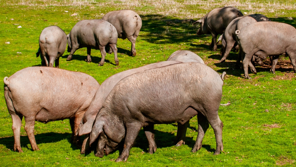 Cerdo Ibrico en la dehesa