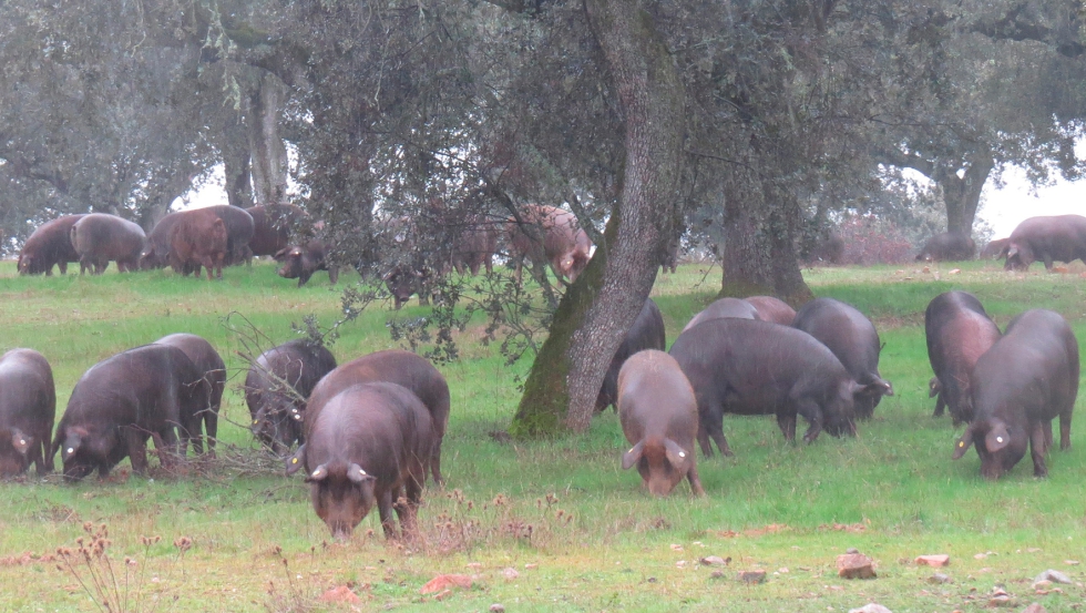 Cerdos comiendo bellota en la dehesa