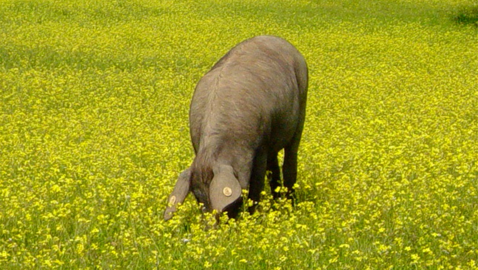 Cerdo alimentndose de hierbas adventicias