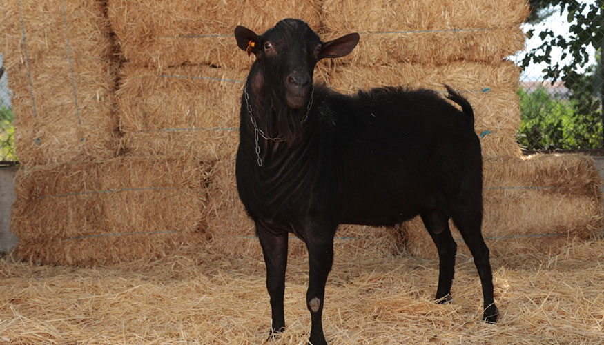 Semental de la raza Murciano-Granadina