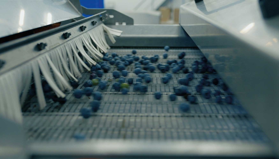 La nueva Tomra Neon permite a los productores de arndanos procesar de forma automtica los arndanos recolectados mecnicamente y procesarlos...