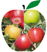 Foto 1: El Consorzio Italiano Vivaisti muestra sus manzanas Gaia, Gemini, Renoir, Smeralda y Fujion en Fruit Logistica 2011...