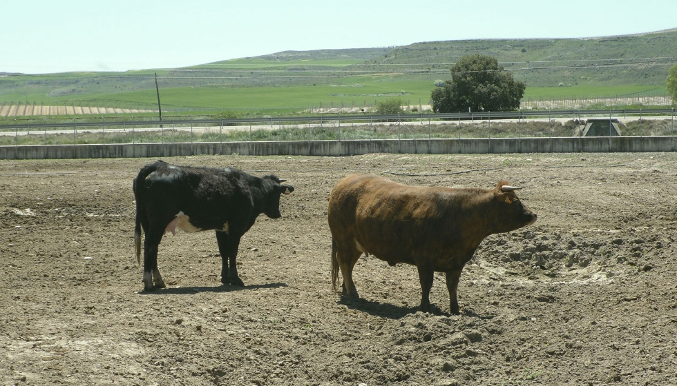 Vacas de aptitud cárnica