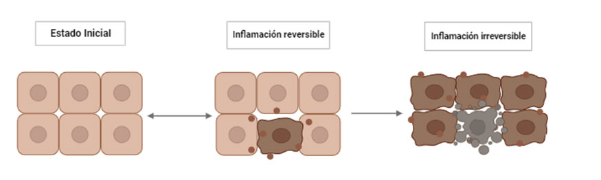 Figura 1. Efecto de inflamacin homeosttica. Creado en BioRender.com, adaptado de Miyake y Fukui (2016)