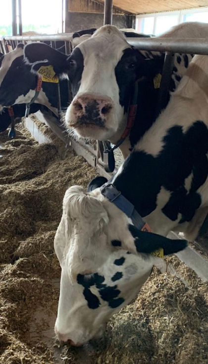 Vacas de aptitud lechera Vacas de aptitud lechera usando collares de acelerometra