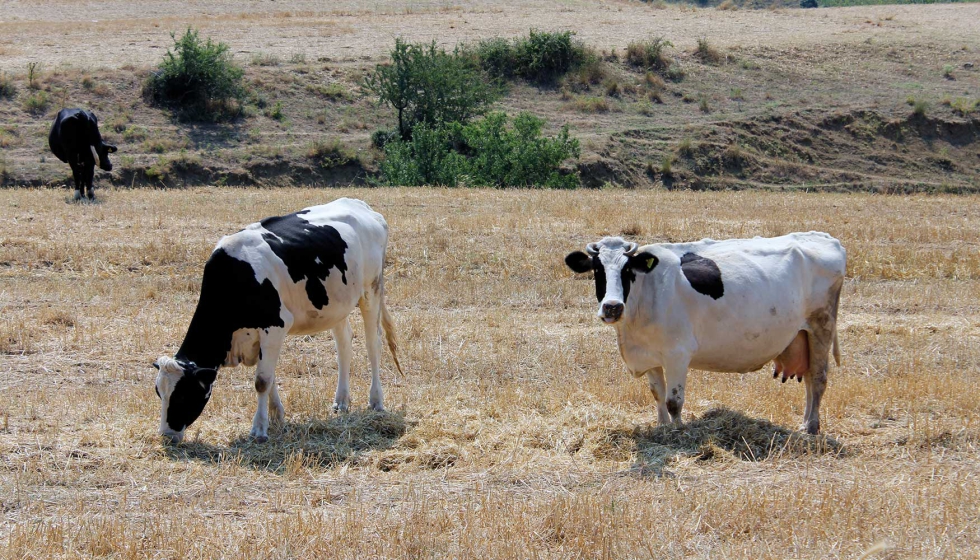 Vacas de raza Frisona en un pasto de verano