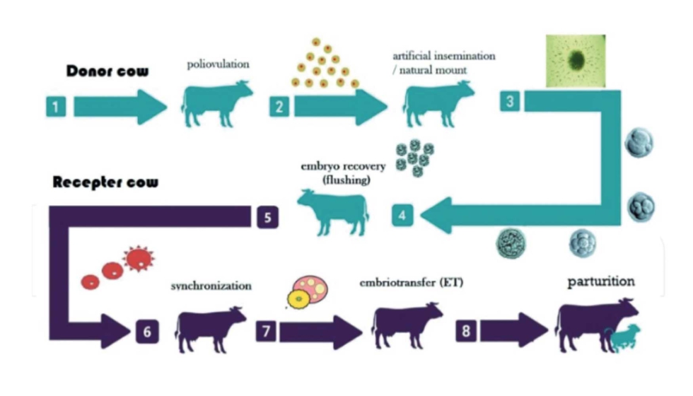 Figura 4. Etapas de la transferencia de embriones en vacas de alta produccin lechera...