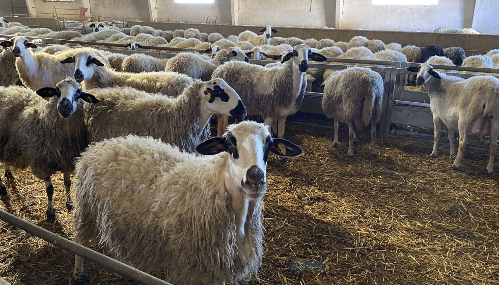 Ejemplares de la raza ovina Churra