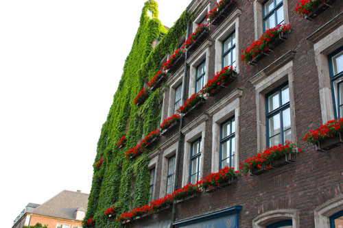 El jardín se sube por las paredes - Jardinería