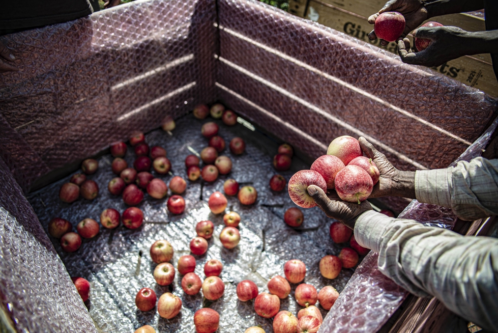 A pesar de la sequ�a, en 2023 la producci�n de manzana en Girona ha sido muy similar a a�os anteriores