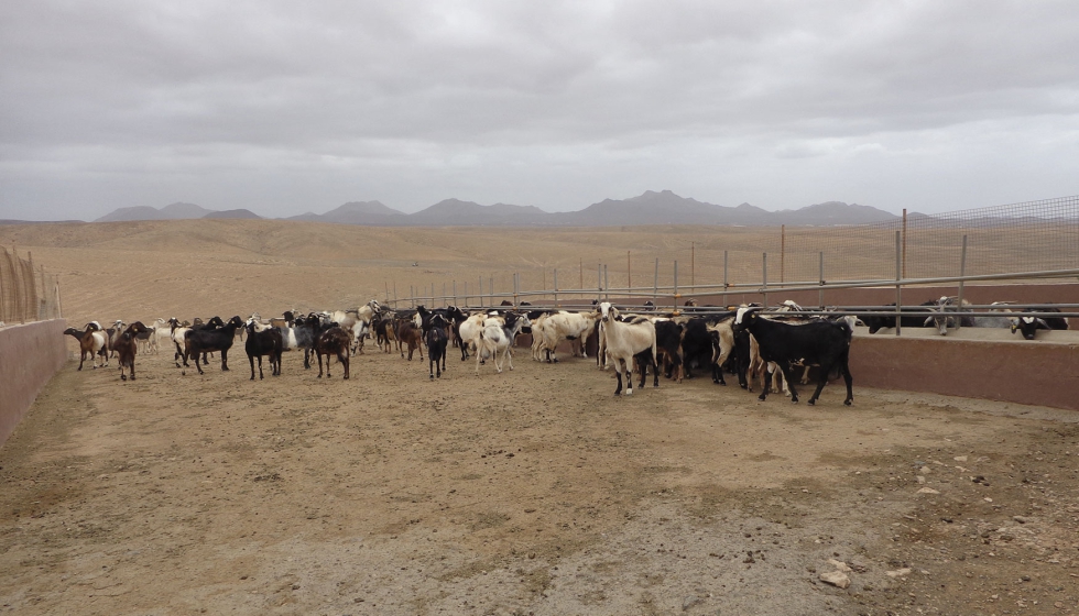 Explotacin extensiva de caprino en Canarias