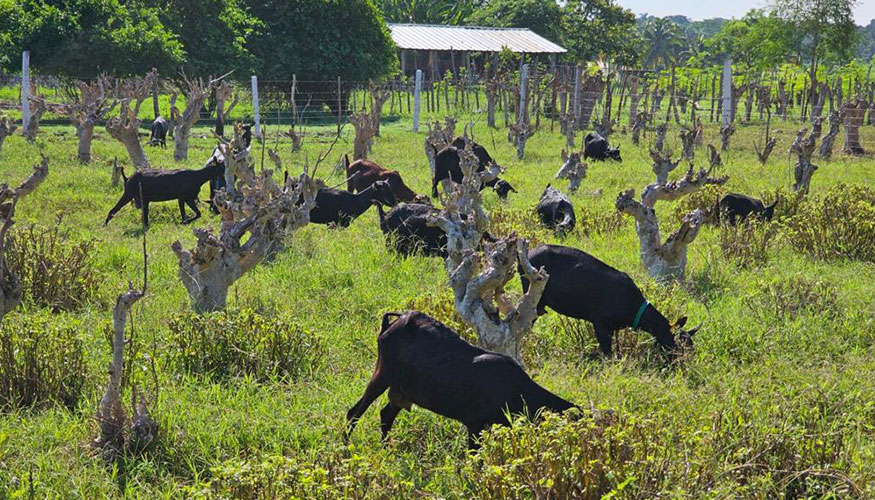 Cabras de raza Murciano-Granadina