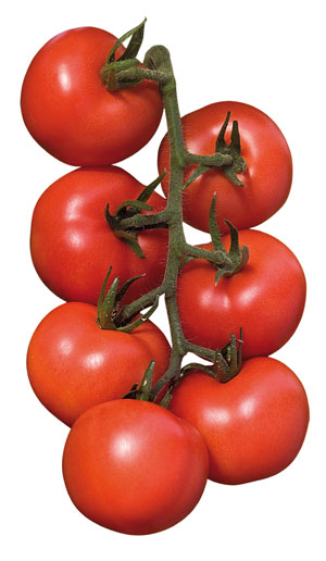 Nueva variedad de tomate en ramo Alterio, de Semillas Fit