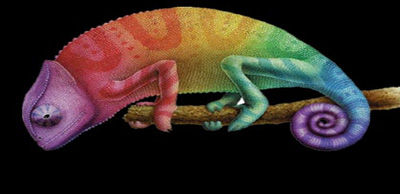 We have to be chameleons: the key to survival in the long term focuses on the adaptability and transformation capacity