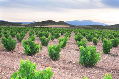 Grenache vines covered under the D.O. Campo de Borja. Photo: Ramiro Tarazona