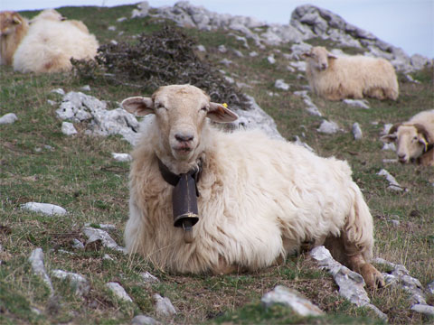 La raza 'Latxa' fue el tipo de oveja escogido para realizar el estudio