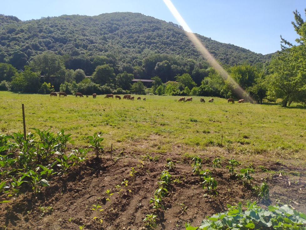 Zona de pasto en La Garrotxa con vacas en explotacin extensiva al fondo