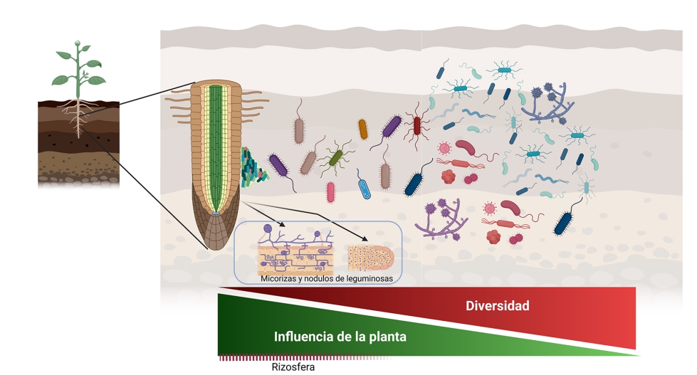 Figura 2. Relacin entre microbiota y comunidades vegetales...