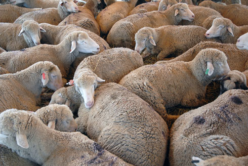 Los canales de ovino y caprino descendieron con respecto al 2008 en un 19% su peso canal y en un 15% el nmero de animales que se sacrificaron...