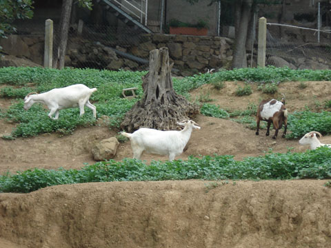 El consumo de cabrito sigue una tendencia a la baja, en la que se incluye en los ltimos meses el ramo de la leche de cabra...