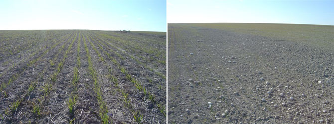 Nascencia de cereal de invierno en siembra directa (a la izquierda) y nascencia de cereal de invierno en laboreo convencional (a la derecha)...