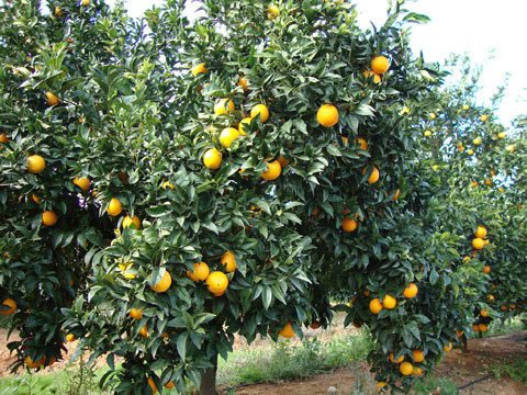 Efficient is very suitable for fertilization of citrus and olive groves