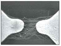 Fig 4. SEM image of carbon nanotubes aligned between two electrodes