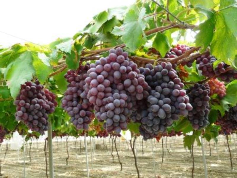 La campaa de este ao concluir, segn APOEXPA, con una comercializacin de 200.000 toneladas de uva sin semilla