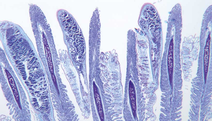 Histologa de las branquias en doradas infectadas por Sparicotyle chrysophrii. Foto: IATS-CSIC