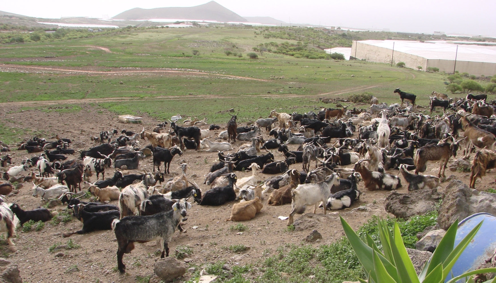 Rebao de cabras de raza Tinerfea