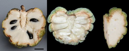 Annona squamosa amb llavors (esquerra) i varietat d'aquesta mateixa fruita amb la mutaci natural (dreta). Foto: CSIC