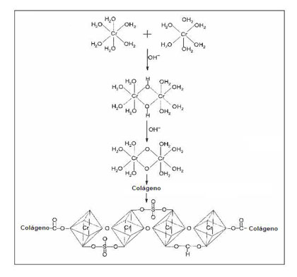 Figura 1. Esquema de la oxolacin de los complejos de cromo III