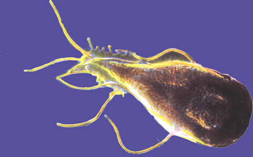 Parasite that causes Giardiasis