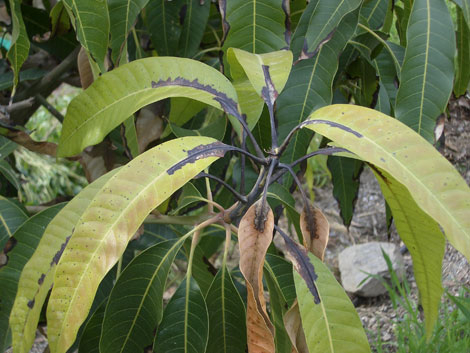 Planta de mango que presenta los sntomas de necrosis apical