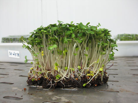 Semillas de diversos cultivares de brcoli fueron prehidratadas en aireacin durante 12 horas