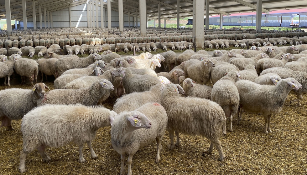 Explotacin de oveja Assaf