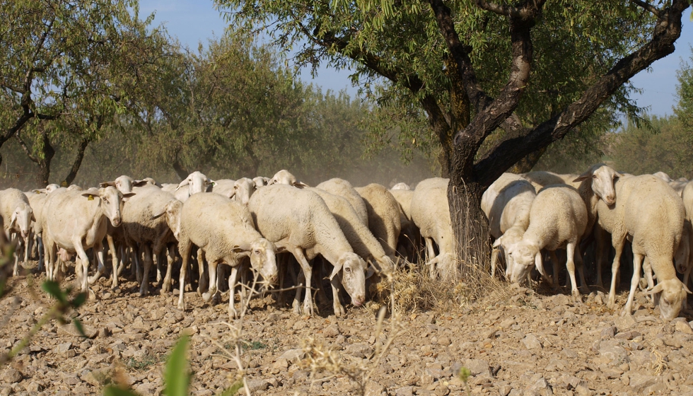 Rebao de ovejas de Rasa Aragonesa