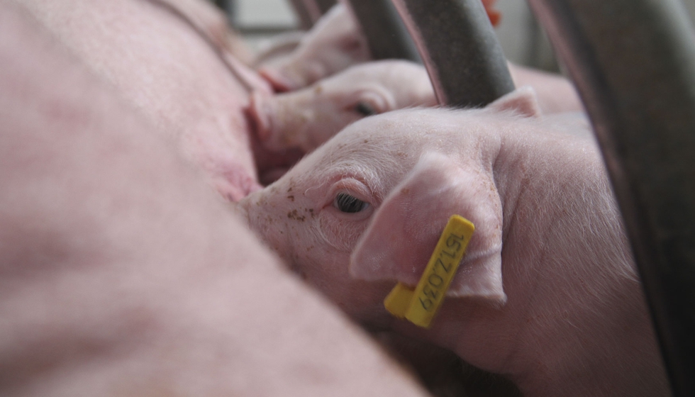 Sala de maternidad en una granja porcina